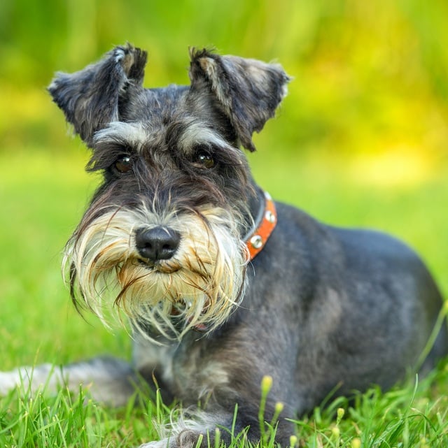 Long-Term Care Insurance Leaves the Doghouse